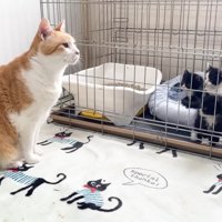 見つめる3兄妹