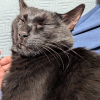 眠りながら舌を出す猫