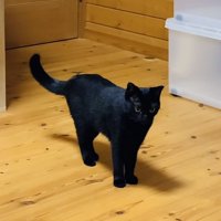 フローリングの上に佇む黒猫