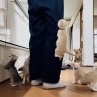 投稿主さんのごはんの準備が待ちきれず騒ぐ子猫たち
