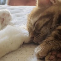 スコティッシュフォールドの足先に顔をくっつけて寝るマンチカン