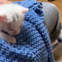 小さな子猫