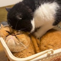 交互に前足を動かす白黒猫