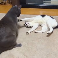 床に寝転がりながら、自分に飛びついてきたグレーの猫を見上げる白黒猫