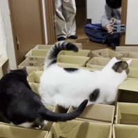 ラッセル車のような豆大福