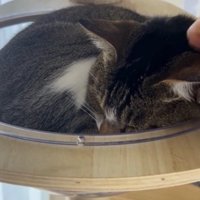 猫の頭を撫でる飼い主