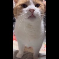 舌が出た表情
