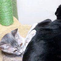 黒猫に両手をくっつけるシルバータビー
