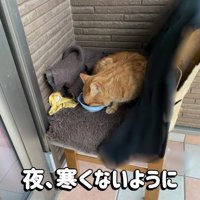 ごはんを食べる猫