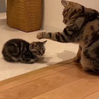 向かい合う2匹の猫