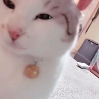 頭を撫でられる猫