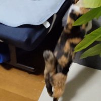 台に乗る猫