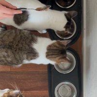 並べられた皿に順番にごはんを入れていく飼い主