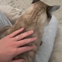 飼い主の膝に乗る猫