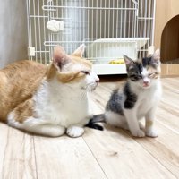 三毛ちゃんを見るむぎくん