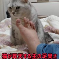 毛布の上に座っている猫