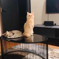 立ち上がる