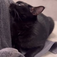 タオルに顔を近づける猫