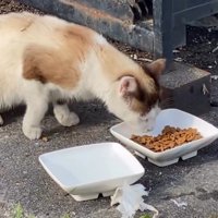 ごはんを食べる猫