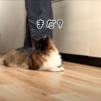 立っている人の足元に猫