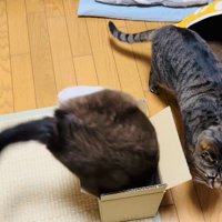 段ボール箱に入ろうとする保護猫と側を歩くキジトラ猫