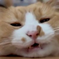 ブラッシングされている猫