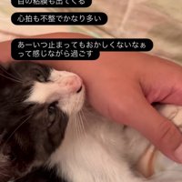 腕の中で安心する子猫