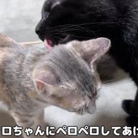 子猫を毛づくろいする黒猫