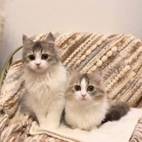 椅子に座る2匹のミヌエット