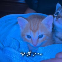 周囲を見る2匹の子猫