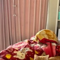 ベッドの上にいる猫