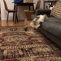 ソファに飛び乗っている猫