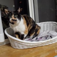 窓際に座る猫