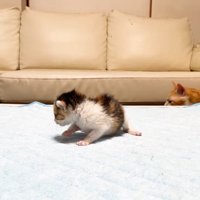 歩いて来たむぎくん