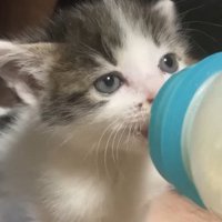 ミルクを飲む子猫