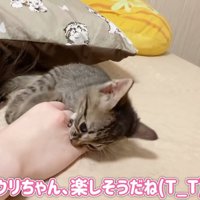 人の手を噛む子猫