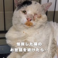 ボロボロの猫