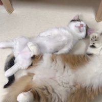斜めから