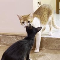 先住猫と子猫