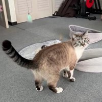 おもちゃで遊ぶ猫