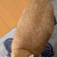 飼い主の足を見つめる猫