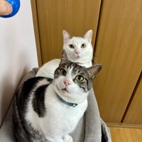 上を見る猫