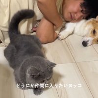 犬と猫と寝ている飼い主と仲間に入りたくて近くにふせる猫
