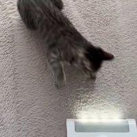 掃除機に近づく猫