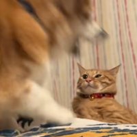 潰れかかっている猫