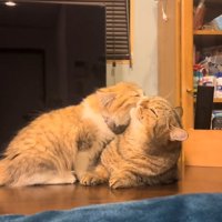 毛づくろいする猫