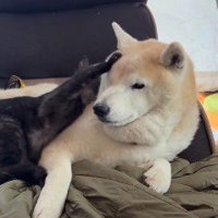 犬を止める猫