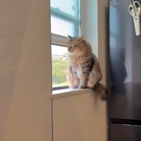 窓の外を眺める猫