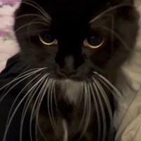 人の上に乗っている猫