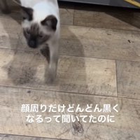 シャム猫